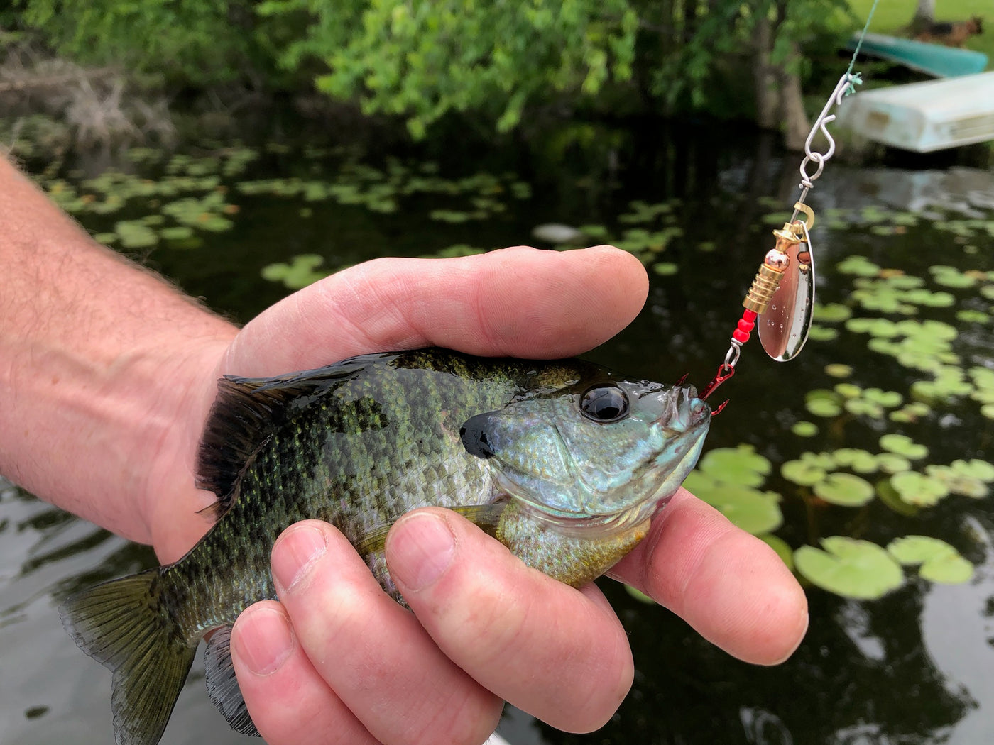 Valley Tieless Fishing Bluegill and Crappie